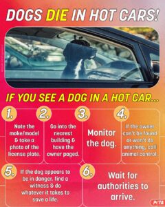 dogs die in hot cars