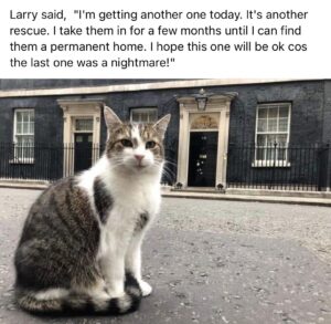 larry cat downing street