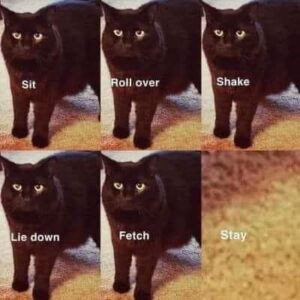 cat commands